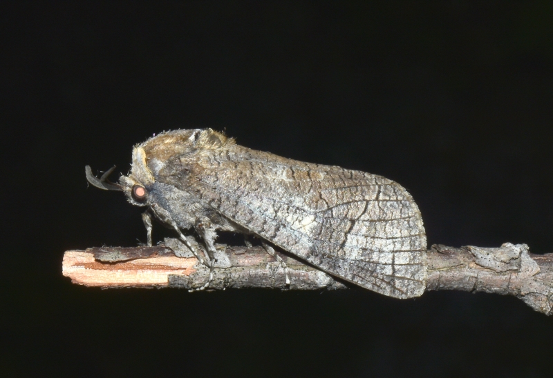 Cossus cossus - Cossidae